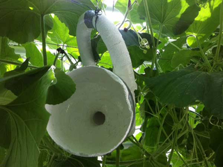 Illustration for article titled Vegetable orchestra: grow your own guitar